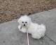 Maltipoo Puppies for sale in Waco, TX, USA. price: $700