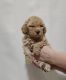 Maltipoo Puppies for sale in Goodyear, AZ, USA. price: $2,500