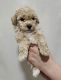 Maltipoo Puppies for sale in Goodyear, AZ, USA. price: $2,500