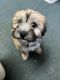 Maltipoo Puppies for sale in Lilburn, GA 30047, USA. price: NA