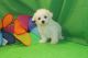 Maltipoo Puppies for sale in Myrtle Beach, SC, USA. price: $450