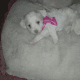 Maltipoo Puppies for sale in Long Beach, CA, USA. price: NA