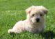 Maltipoo Puppies for sale in Canton, OH, USA. price: $795