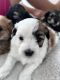 Maltipoo Puppies for sale in Indian Rocks Beach, FL, USA. price: $3,200