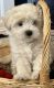 Maltipoo Puppies for sale in Winston-Salem, NC, USA. price: NA