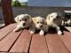 Maltipoo Puppies for sale in Fowler, CA 93625, USA. price: NA