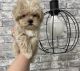 Maltipoo Puppies for sale in Torrance, CA 90505, USA. price: $700
