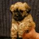 Maltipoo Puppies for sale in San Diego, CA, USA. price: $800