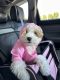 Maltipoo Puppies for sale in Milwaukee, WI, USA. price: NA