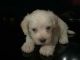Maltipoo Puppies for sale in Hemet, CA, USA. price: $650