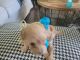 Maltipoo Puppies for sale in Melissa, TX, USA. price: $400