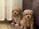 Maltipoo Puppies for sale in Torrance, CA 90505, USA. price: $650