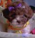 Maltipoo Puppies for sale in New York, NY, USA. price: $895