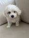 Maltipoo Puppies for sale in Merced, CA, USA. price: $1,500