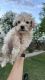 Maltipoo Puppies for sale in Phoenix, AZ 85008, USA. price: $300