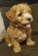 Maltipoo Puppies for sale in Kansas City, MO, USA. price: $600