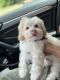 Maltipoo Puppies for sale in Houston, TX, USA. price: $975