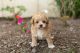 Maltipoo Puppies for sale in Mentone, IN 46539, USA. price: $1,250