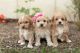 Maltipoo Puppies for sale in Shipshewana, IN 46565, USA. price: NA