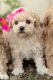 Maltipoo Puppies for sale in Shipshewana, IN 46565, USA. price: $1,250