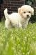 Maltipoo Puppies for sale in 6600 Middlepointe St, Dearborn, MI 48126, USA. price: NA