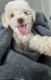 Maltipoo Puppies for sale in 6600 Middlepointe St, Dearborn, MI 48126, USA. price: $1,700