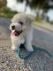 Maltipoo Puppies for sale in Naples, FL, USA. price: $1,900