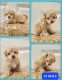 Maltipoo Puppies for sale in Downey, CA, USA. price: $1,000