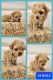 Maltipoo Puppies for sale in Downey, CA, USA. price: $1,000