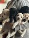 Maltipoo Puppies for sale in Stockton, CA, USA. price: $400