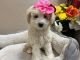 Maltipoo Puppies for sale in Fayetteville, NC, USA. price: $400