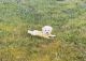 Maltipoo Puppies for sale in Rock Hill, SC, USA. price: NA