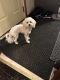 Maltipoo Puppies for sale in Butler, IN 46721, USA. price: NA