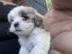 Maltipoo Puppies for sale in Independence, MO, USA. price: NA