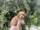 Maltipoo Puppies for sale in Whittier, CA, USA. price: $799