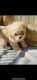 Maltipoo Puppies for sale in Ontario, CA 91764, USA. price: $1,000