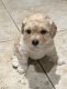 Maltipoo Puppies for sale in Pico Rivera, CA 90660, USA. price: $700