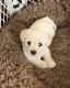Maltipoo Puppies for sale in Pico Rivera, CA 90660, USA. price: NA