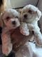 Maltipoo Puppies for sale in Crosby, TX 77532, USA. price: $700
