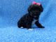 Maltipoo Puppies for sale in Whittier, CA, USA. price: $699