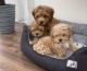 Maltipoo Puppies for sale in Torrance, CA 90504, USA. price: $650