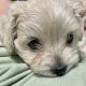 Maltipoo Puppies for sale in Great Bend, KS 67530, USA. price: NA