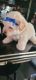 Maltipoo Puppies for sale in Los Angeles, CA 90011, USA. price: $600