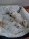 Maltipoo Puppies for sale in Hemet, CA, USA. price: $850