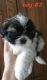 Maltipoo Puppies for sale in Humble, TX, USA. price: $400