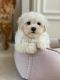 Maltipoo Puppies for sale in Texas Medical Center, Houston, TX 77030, USA. price: NA