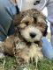 Maltipoo Puppies for sale in Lancaster, CA, USA. price: NA