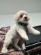 Maltipoo Puppies for sale in Dunn, NC 28334, USA. price: NA