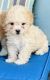Maltipoo Puppies for sale in Ontario, CA 91764, USA. price: $8