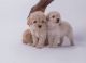 Maltipoo Puppies for sale in Sacramento, CA, USA. price: $1,299
